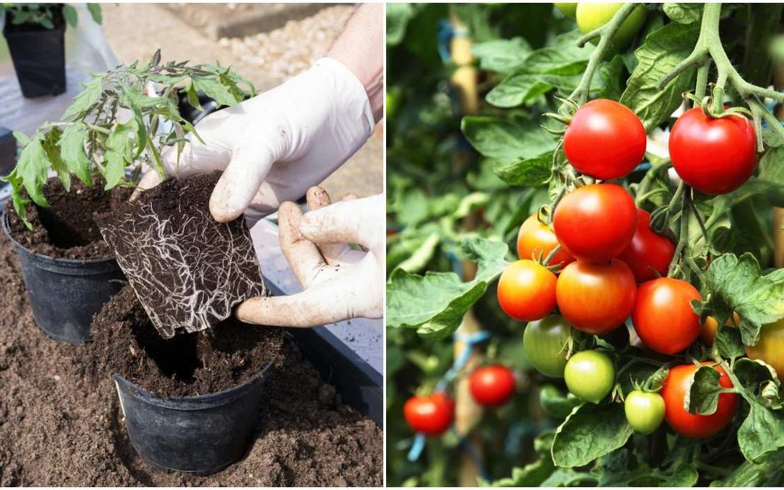 Làm đất trồng cà chua