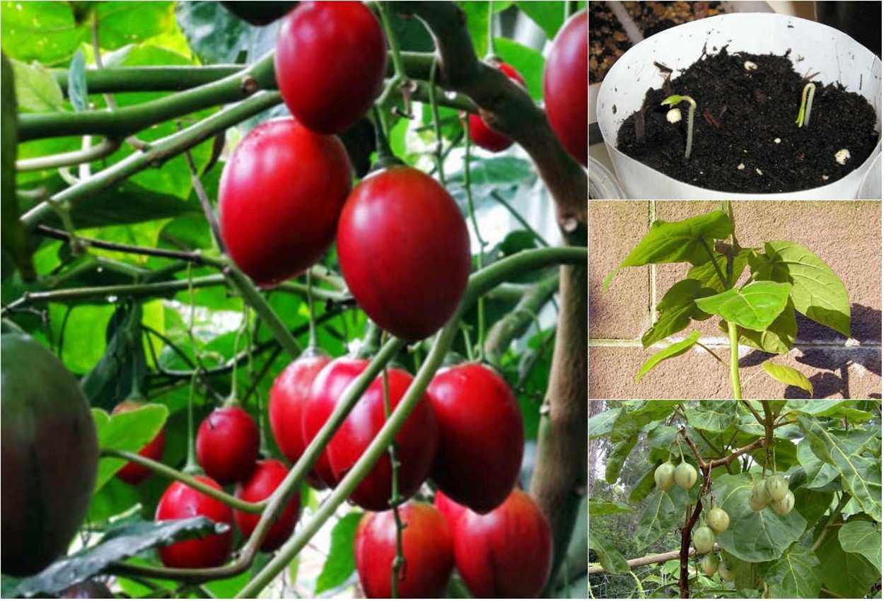 Lịch sử xuất hiện của cây cà chua thân gỗ Tamarillo