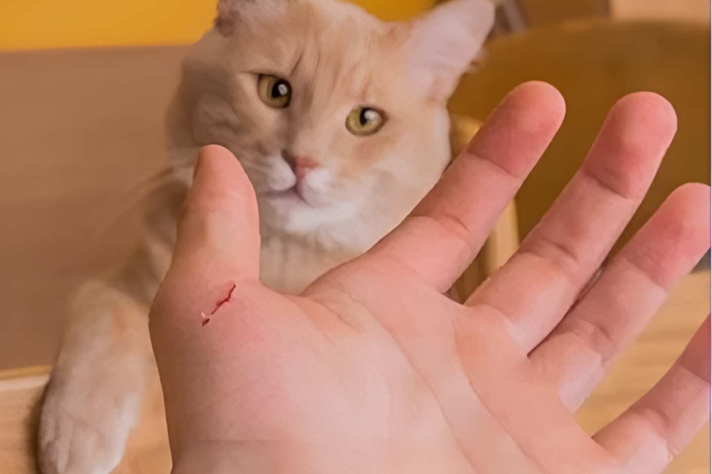Vết thương do mèo cào