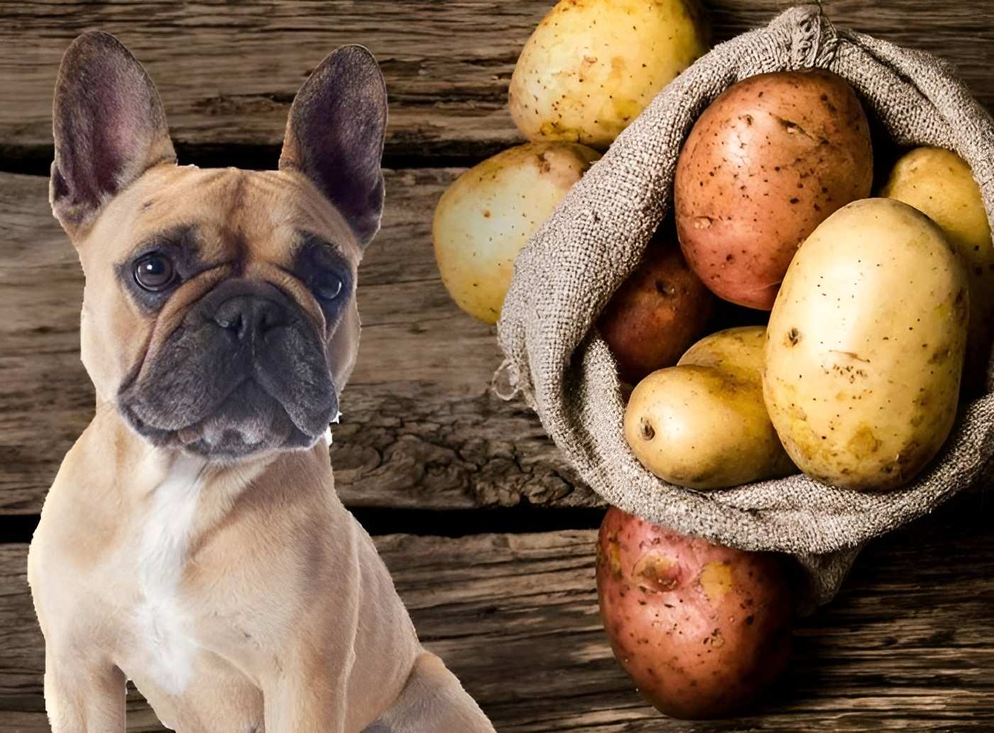 Khoai tây - Nguyên liệu chế biến đồ ăn vặt cho chó