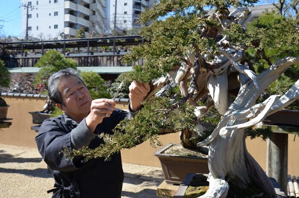 nghệ nhân Bonsai 'Kunio Kobayashi'