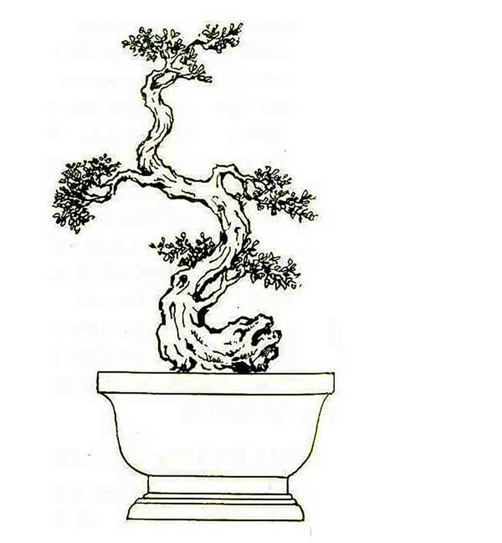 Những-thế-cây-bonsai-đẹp-Thế-long-thăng