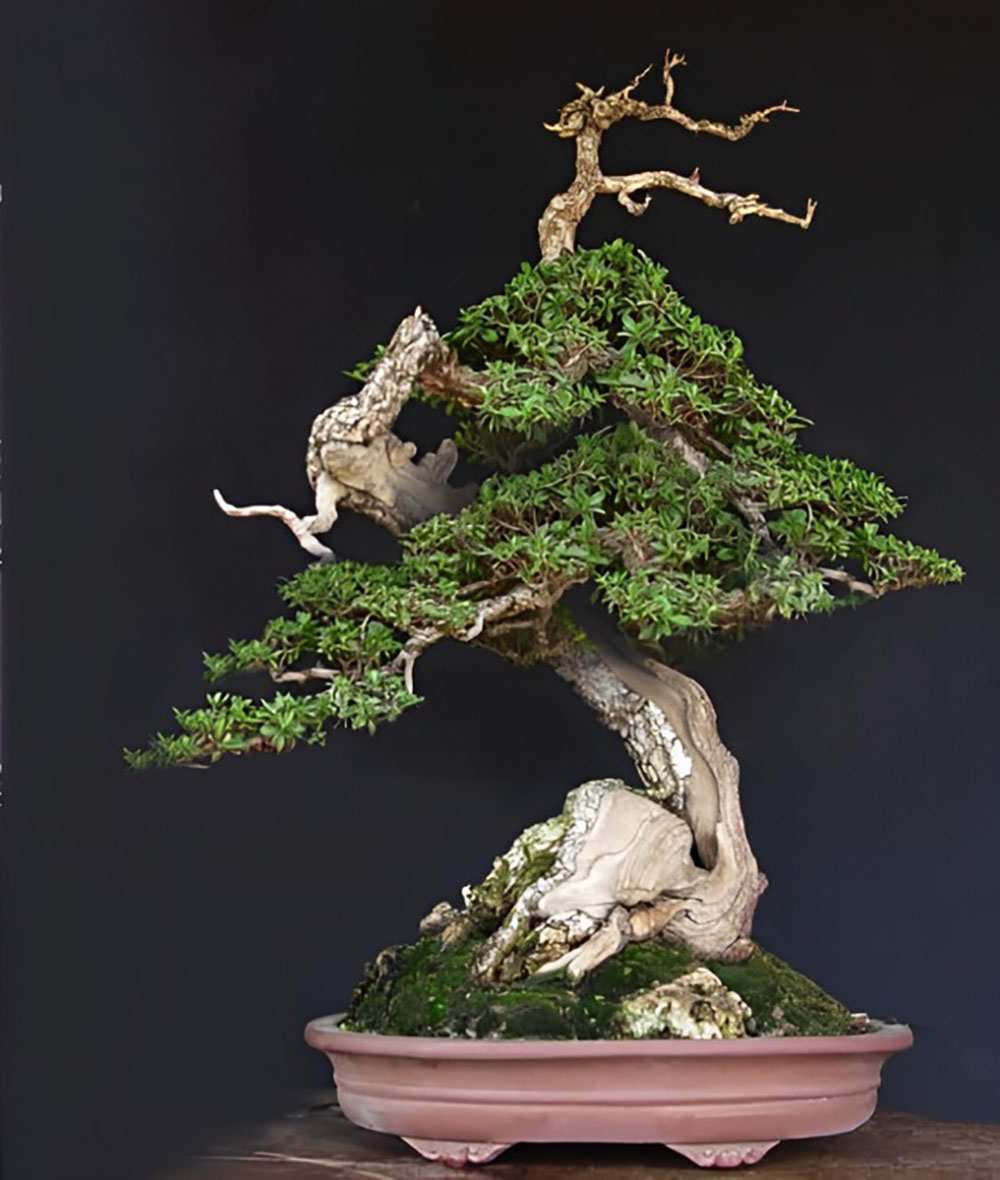 Những-thế-cây-bonsai-đẹp-Thế-long-thăng