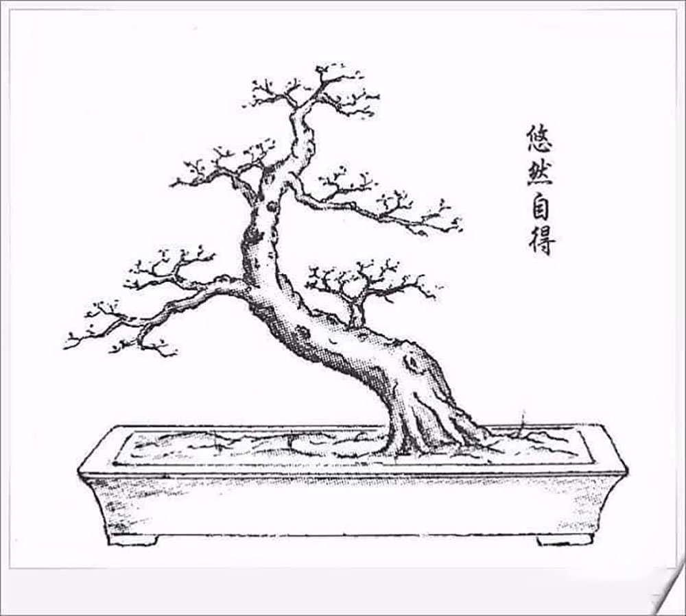 Những thế cây bonsai đẹp- thế long giáng