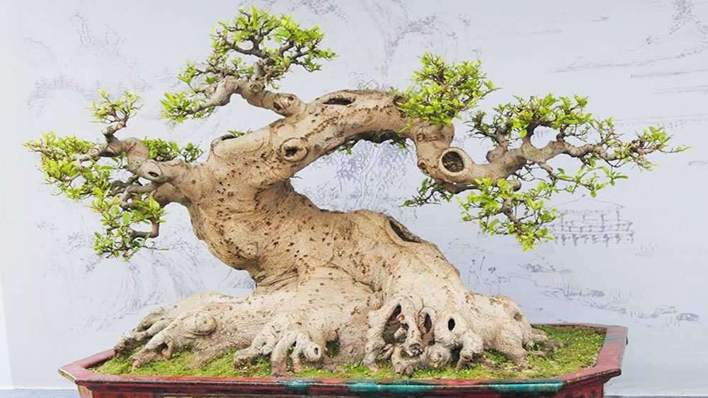 Những thế cây bonsai đẹp- thế long giáng