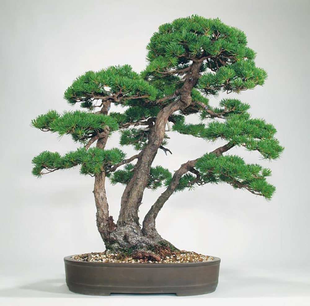 Những thế cây bonsai đẹp- thế tam đa