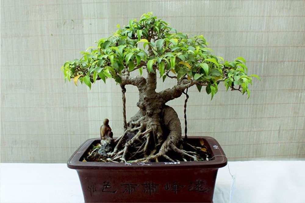 Những thế cây bonsai đẹp- thế tam đa