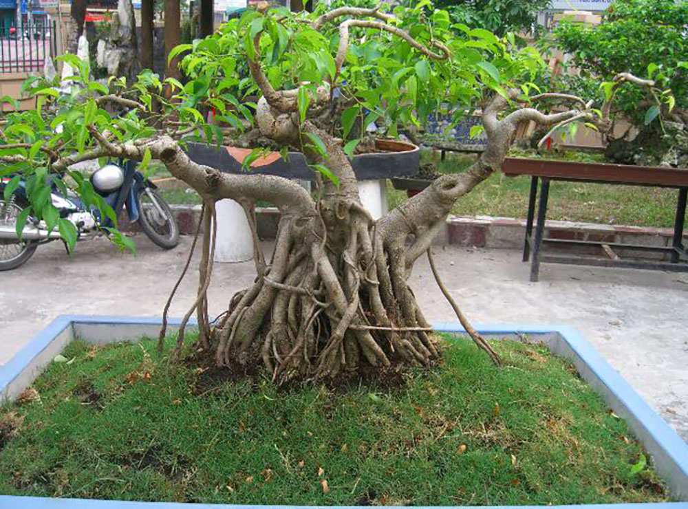 Những thế cây bonsai đẹp- thế tam đa