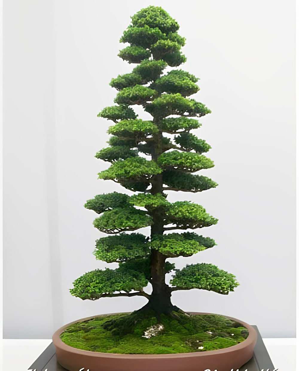 Những thế cây bonsai đẹp- thế vũ trụ