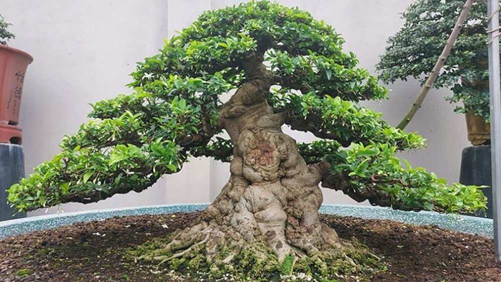 Những thế cây bonsai đẹp- thế vũ trụ