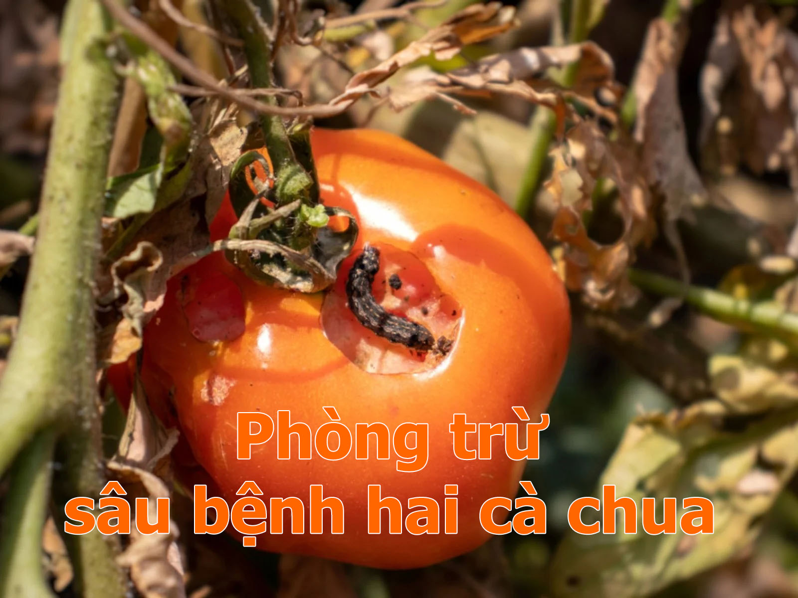 Phòng trừ sâu bệnh hại cà chua - Giáo sư Đường Hồng Dật
