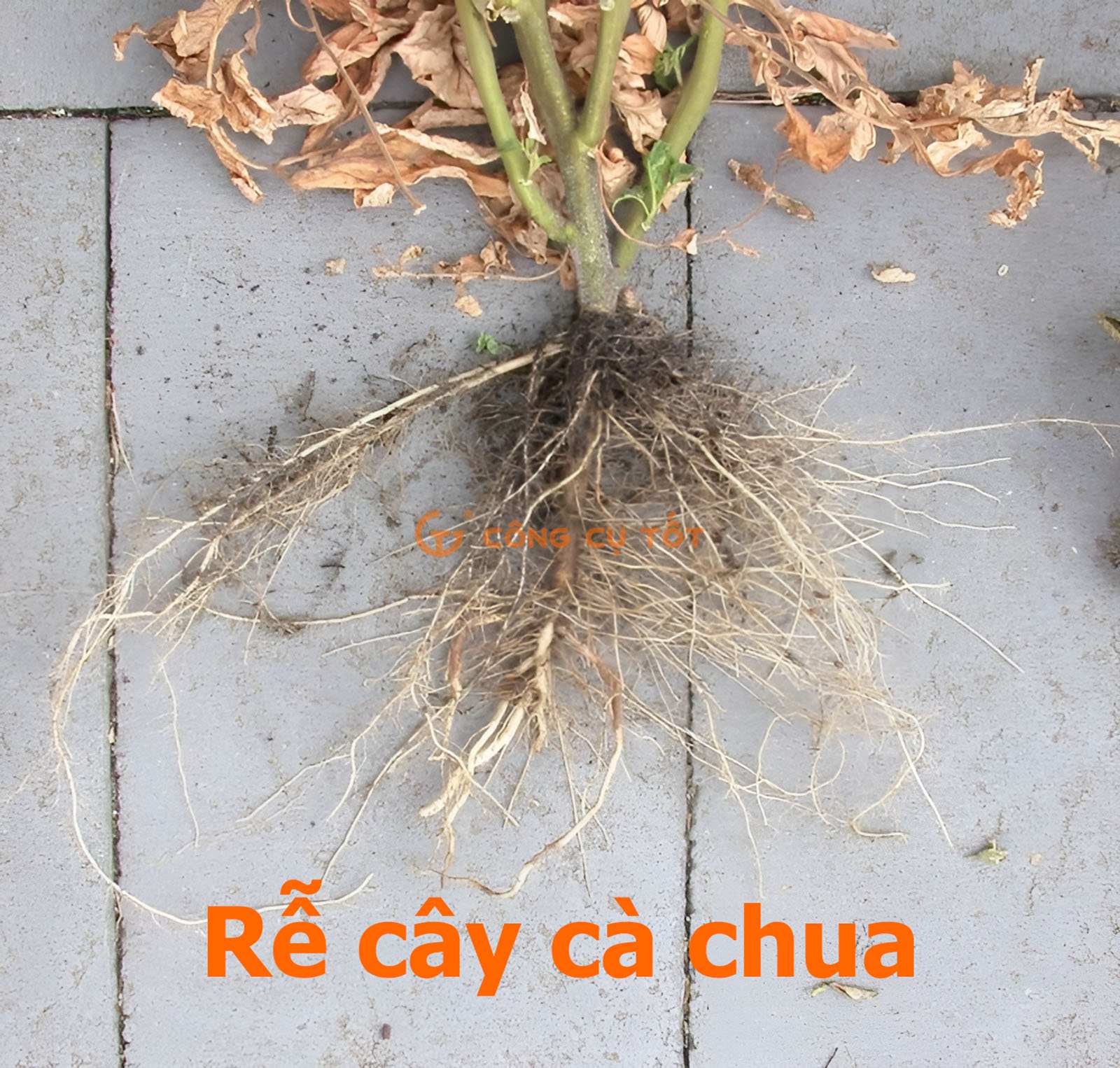 Rễ cây cà chua