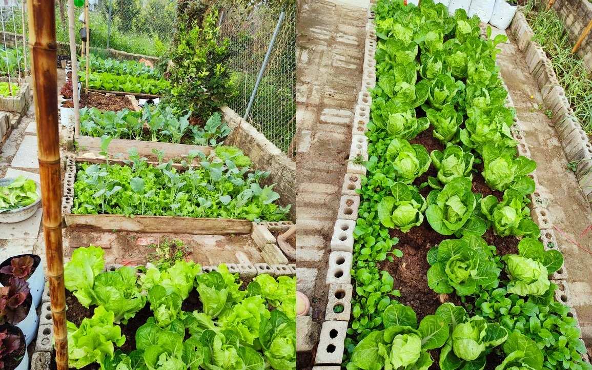 Tận dụng đất trống và không gian xung quanh nhà để trồng rau
