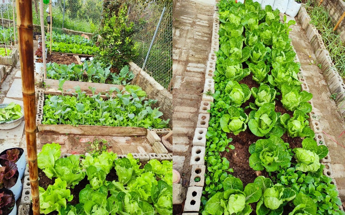 Tận dụng đất trống và không gian xung quanh nhà để trồng rau