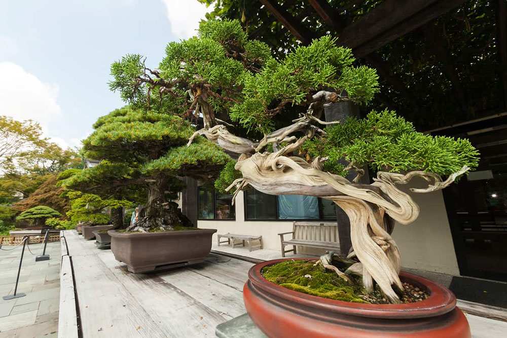 Thế cây Bonsai đẹp- thế long cuốn thủy