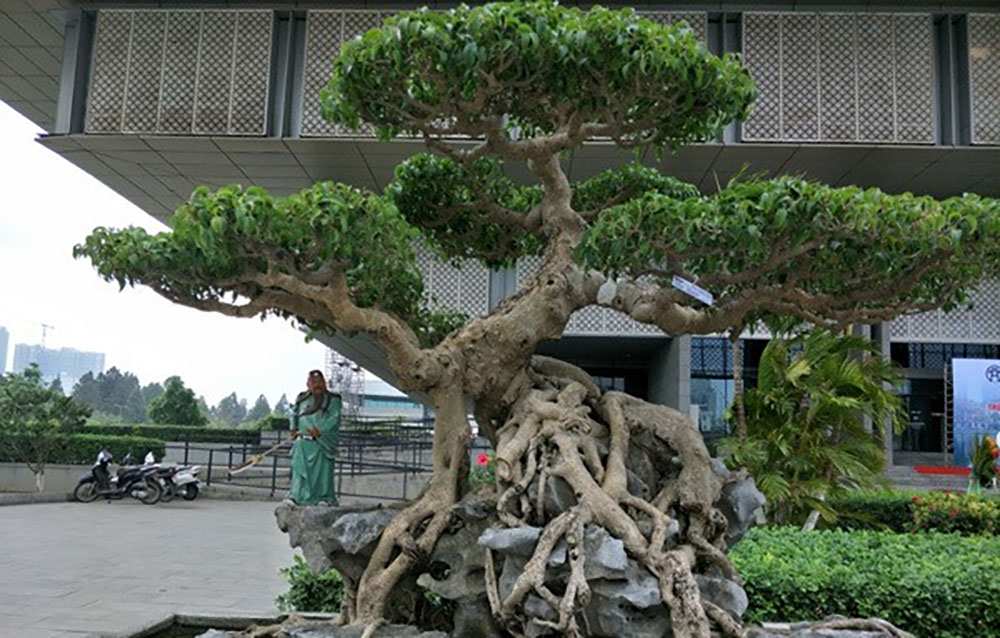 Thế cây Bonsai đẹp- thế long cuốn thủy