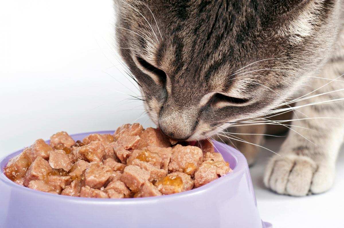 ​Thức ăn cho mèo chế biến từ cá