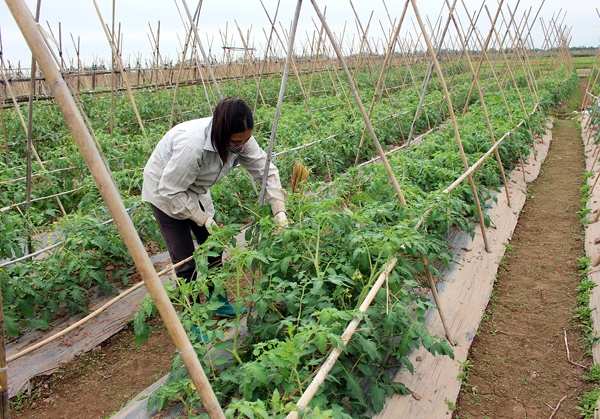 Quy trình trồng cà chua trái vụ ở Hải Dương - KS Vũ Văn Tân