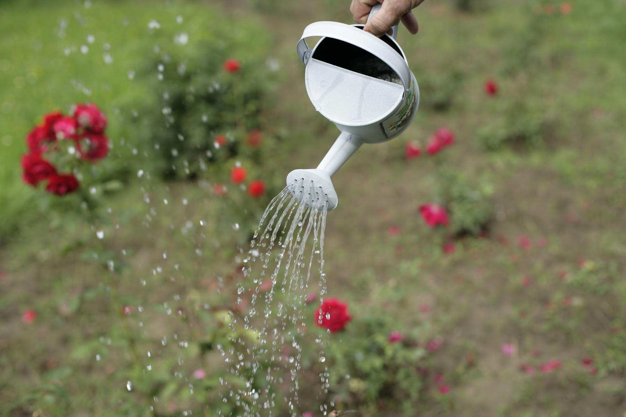 Nên tưới cho hoa Hồng một lượng nước hợp lí