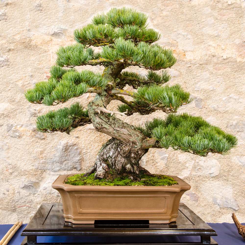 Vài giống cây bonsai thích hợp - Phạm Cao Hoàn