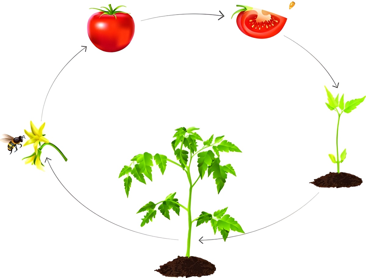 Vòng đời cây cà chua