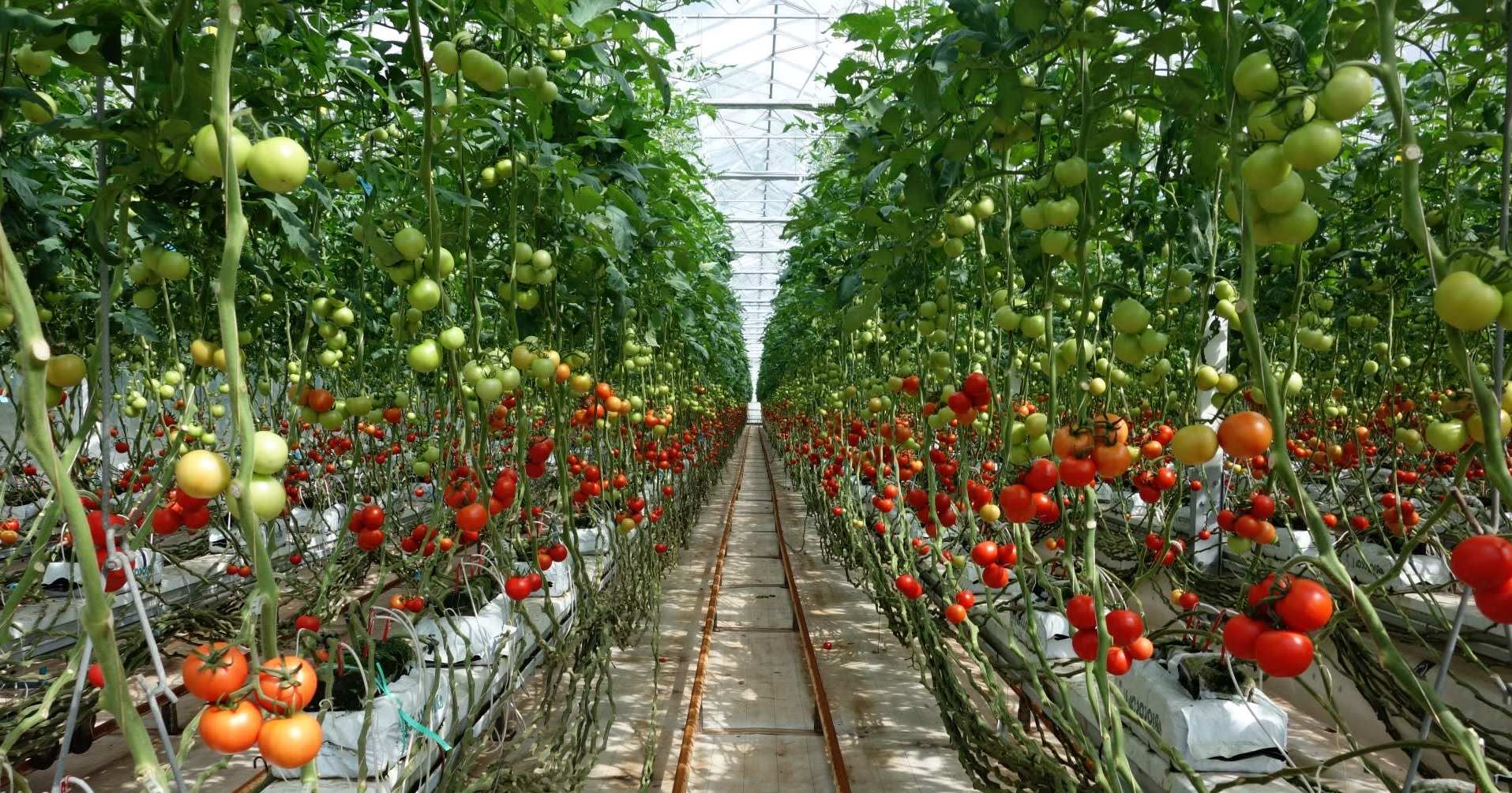 Vườn cà chua