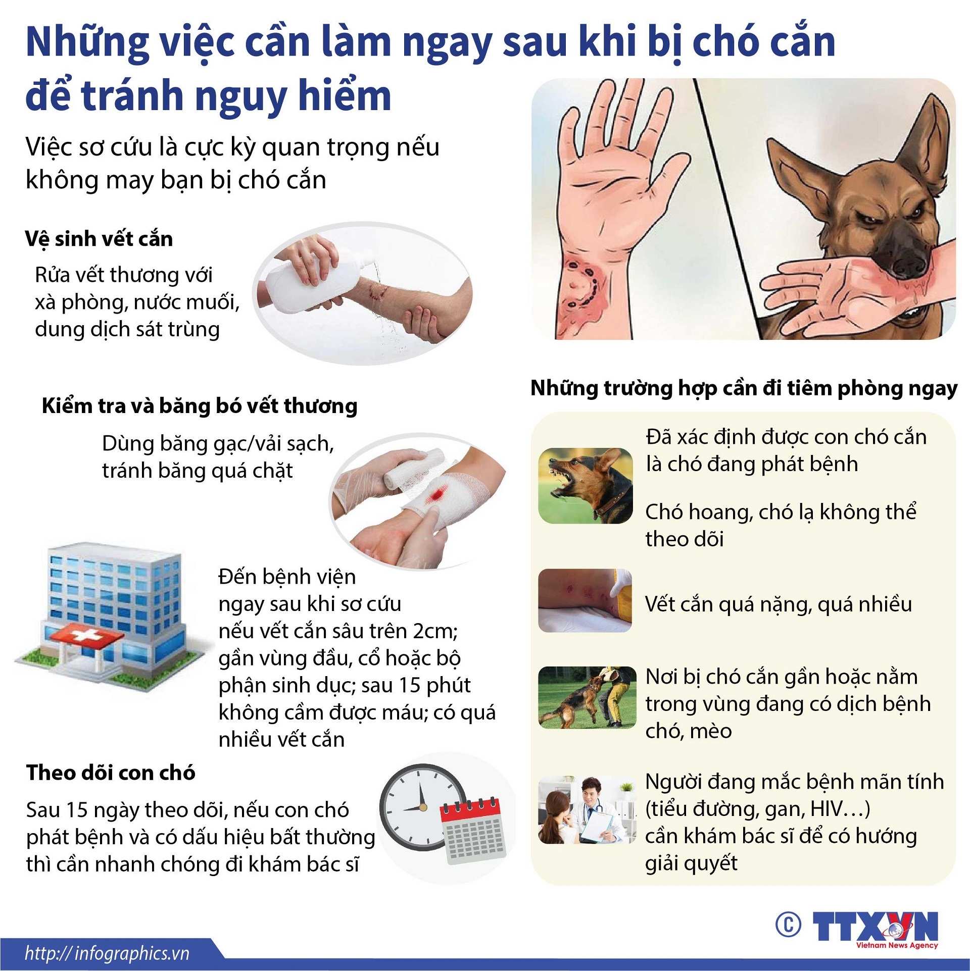 Cách xử lý vết thương sau khi bị chó cắn (TTXVN)