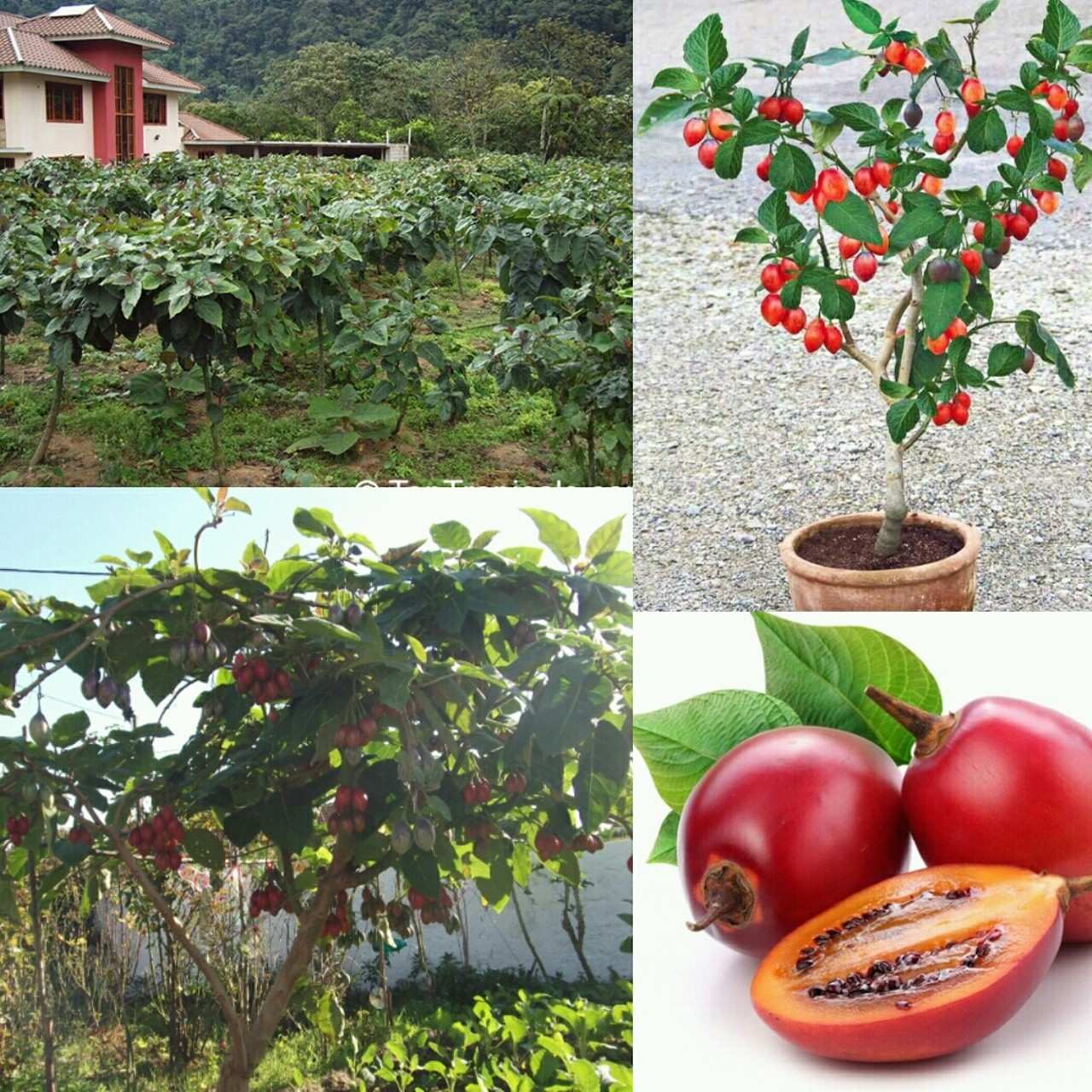 Yêu cầu về đất trồng cà chua Tamarillo