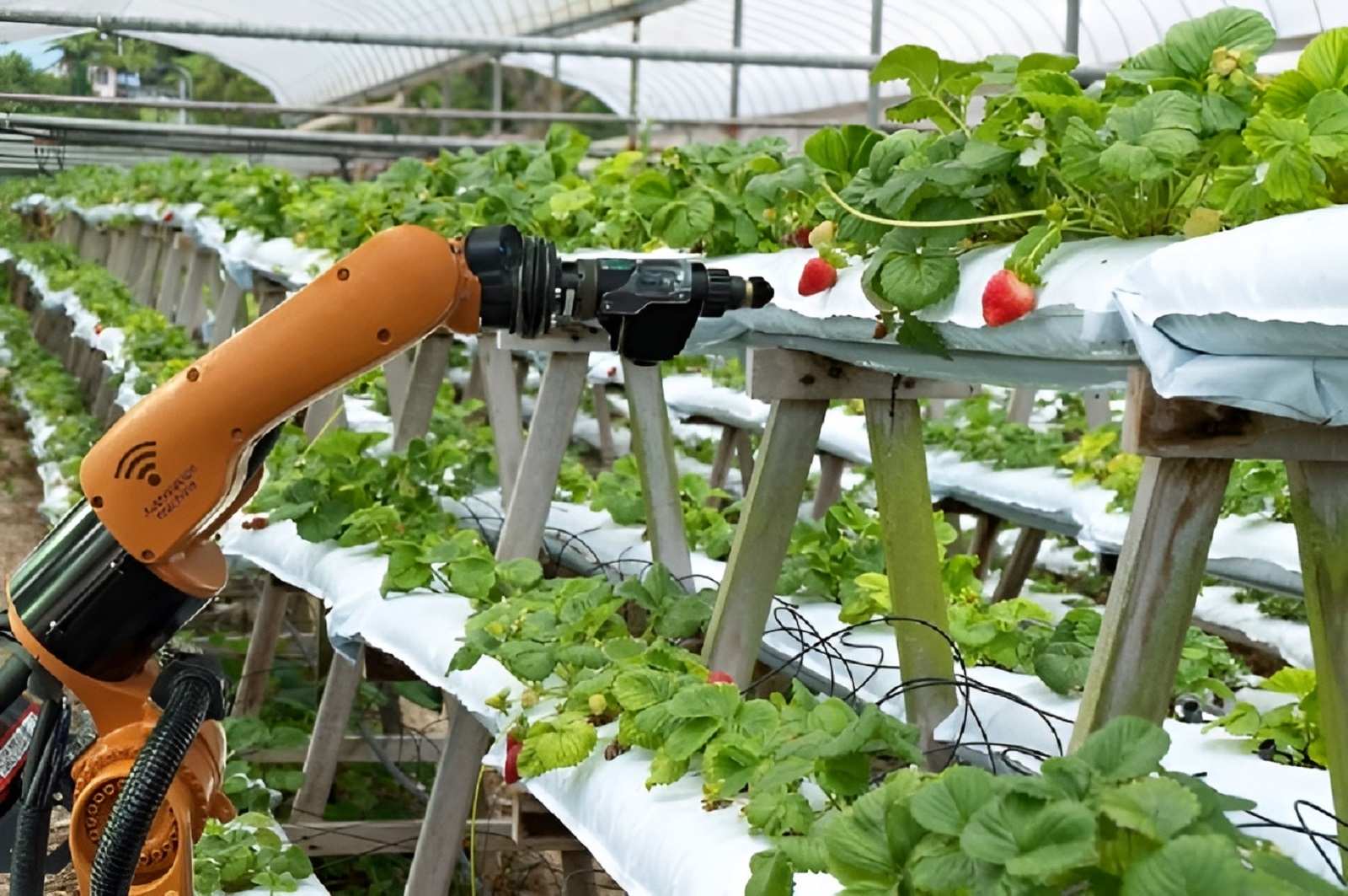Cánh tay robot nhận lệnh hái trái cây