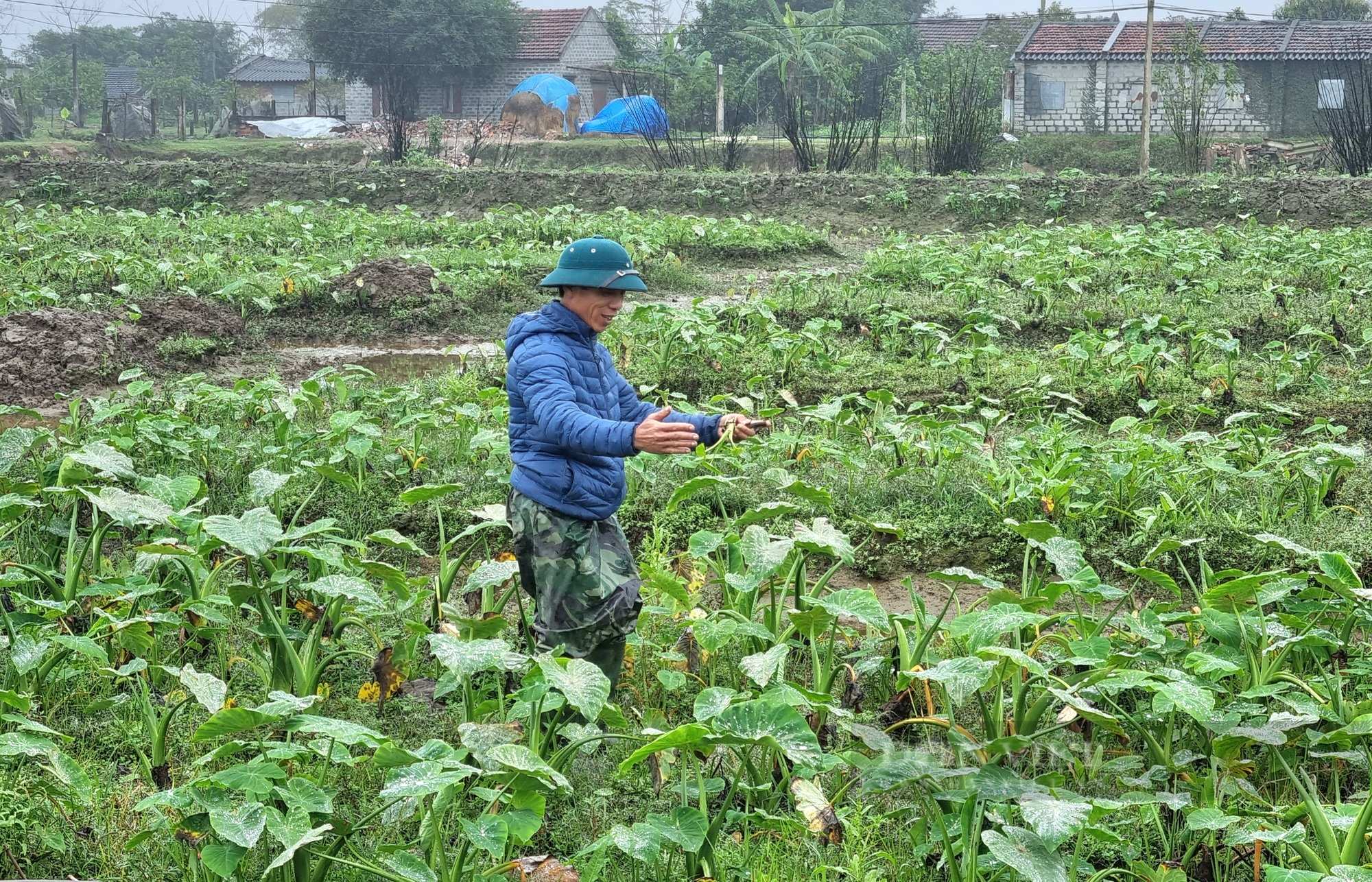 Chăm sóc cây môn ngọt