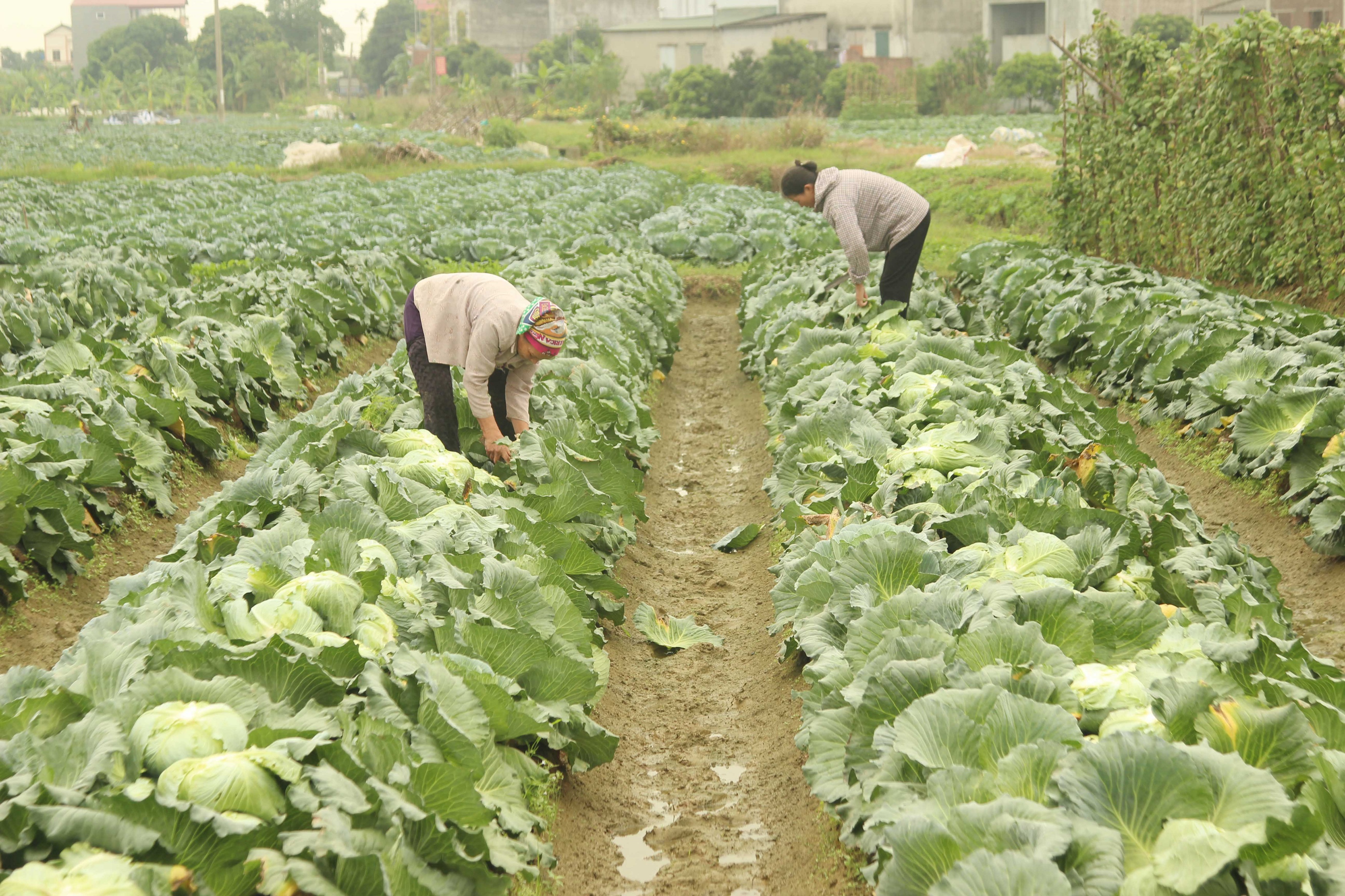 Chăm sóc cây cải bắp