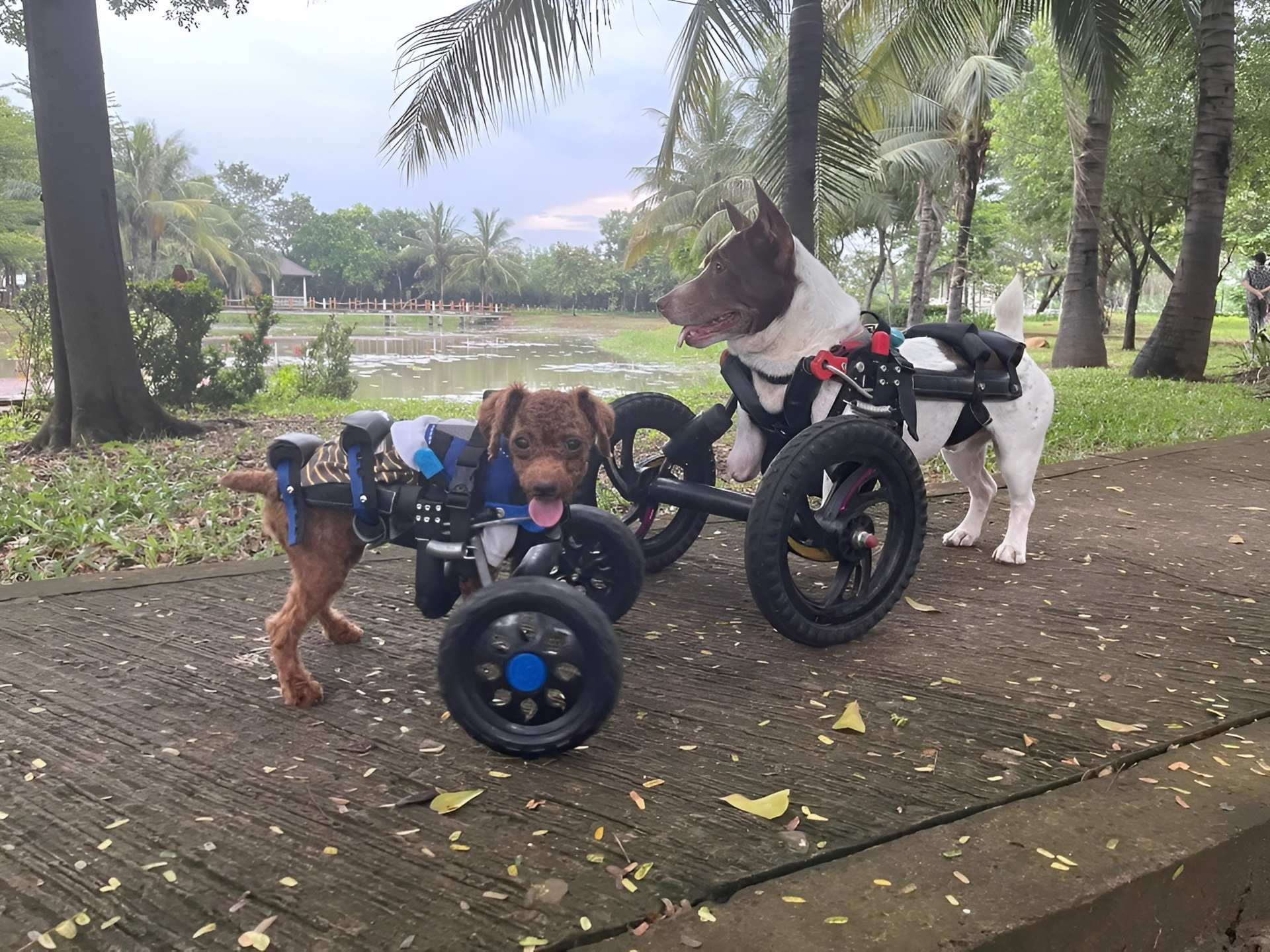 Chó có thể di chuyển bằng xe lăn