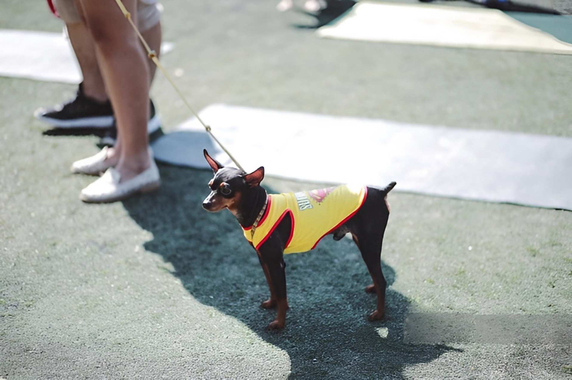 Chó tham gia lễ hội thể thao