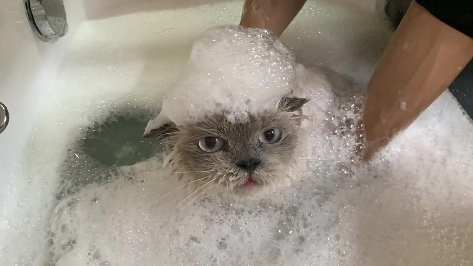 Dịch vụ tắm cho chó mèo