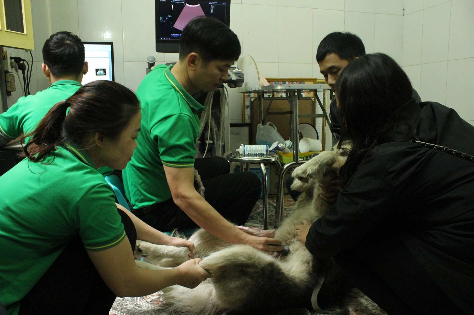Các bác sĩ đỡ đẻ cho thú cưng tại bệnh viện thú y Hải Đăng