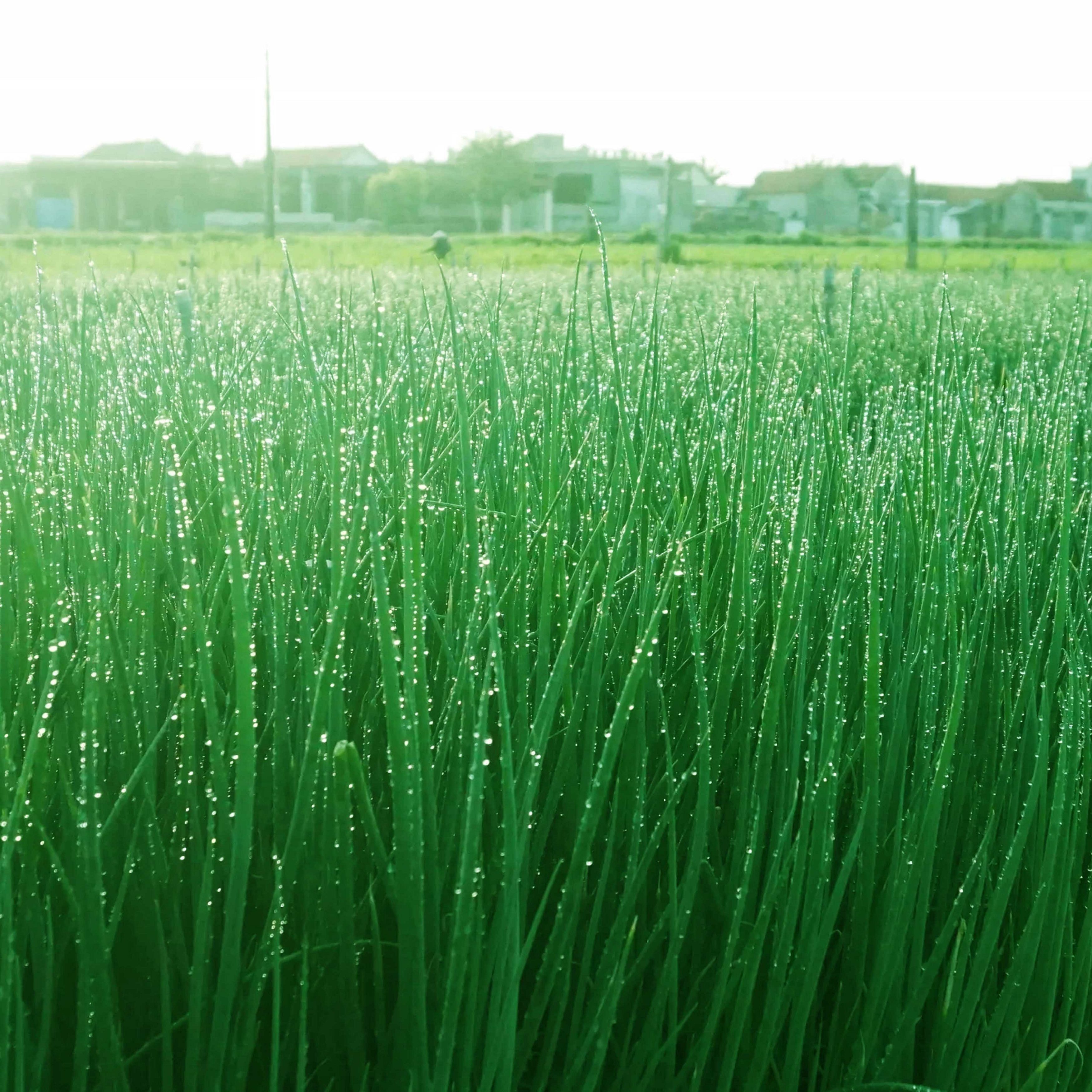 Kinh nghiệm trồng hành lá ở Bến Tre - Tiến sĩ Ngô Quang Vinh