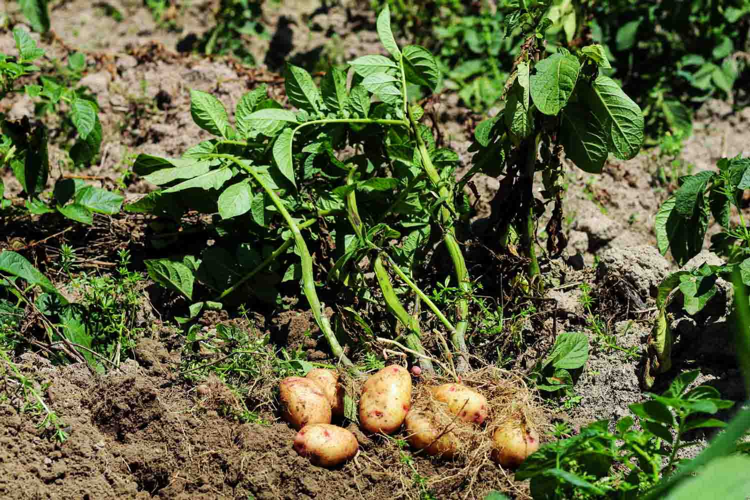 Kỹ thuật trồng khoai tây