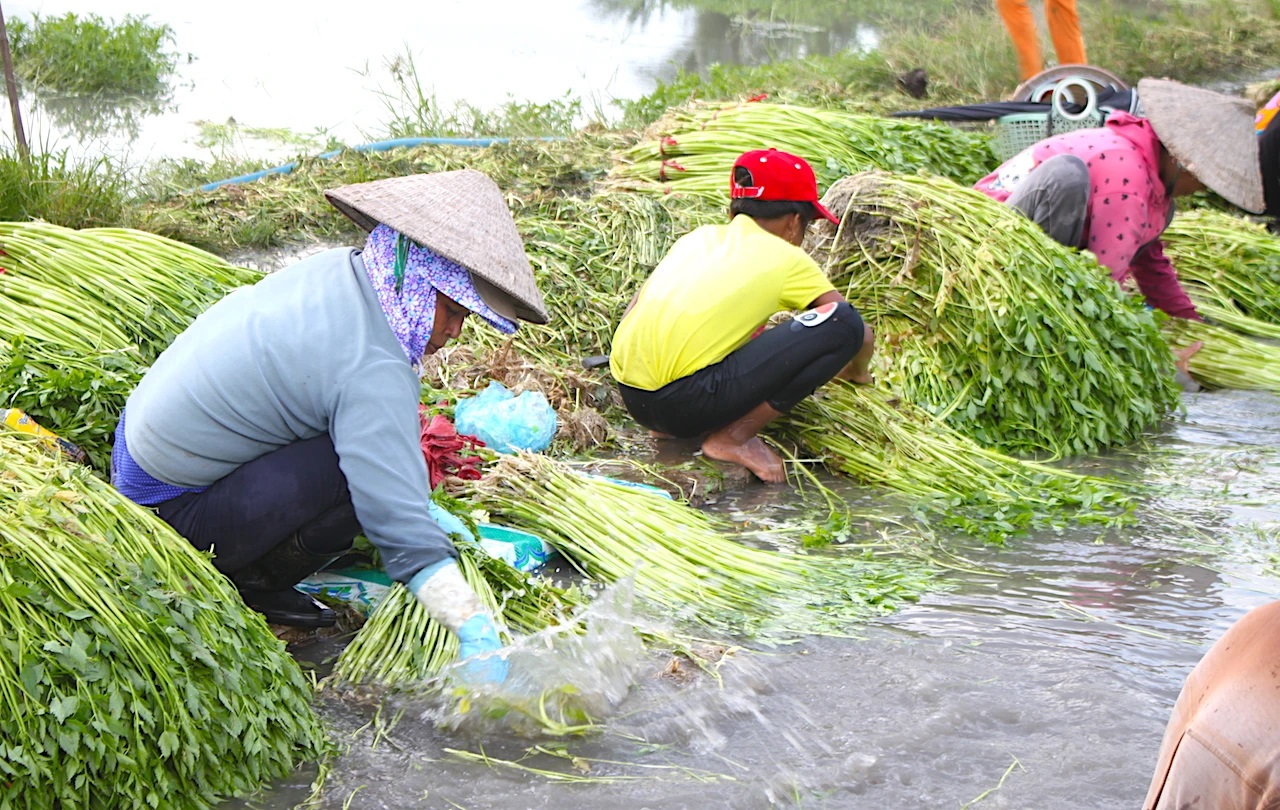 Kỹ thuật trồng cần ta