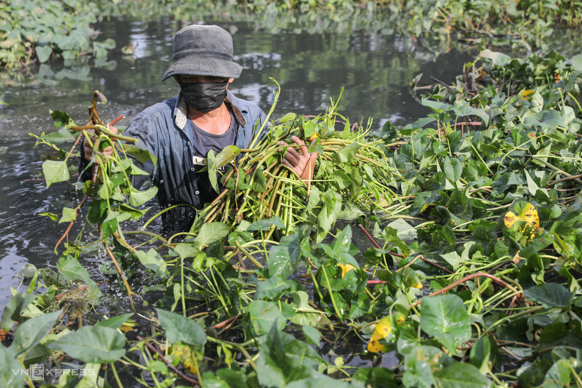 Kỹ thuật trồng và chăm sóc rau muống nước