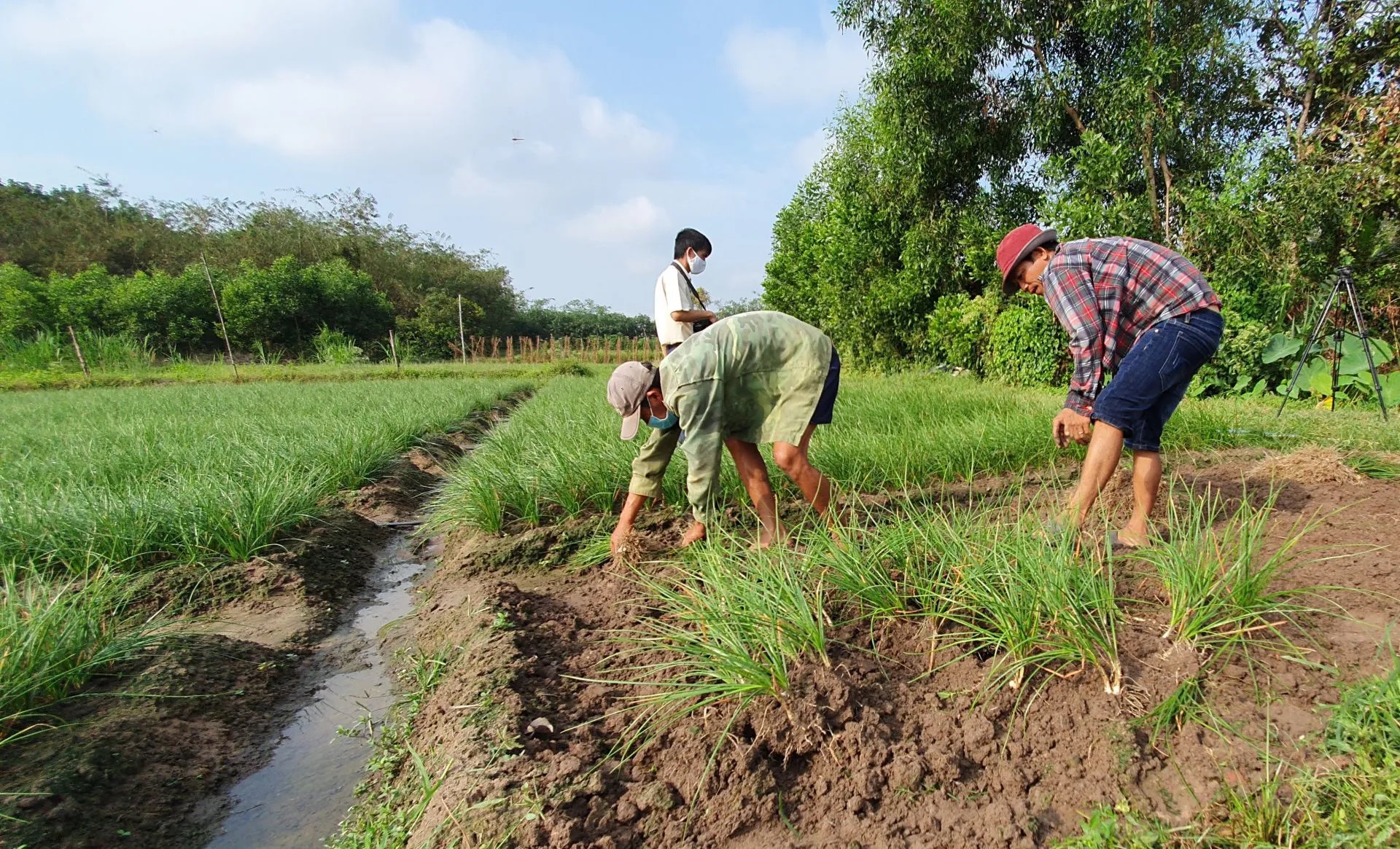 Làm đất trồng kiệu