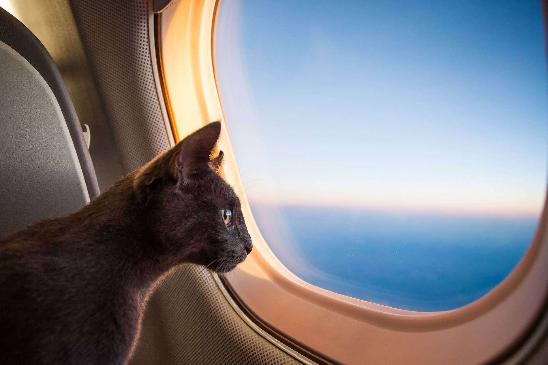 Mèo di chuyển bằng máy bay