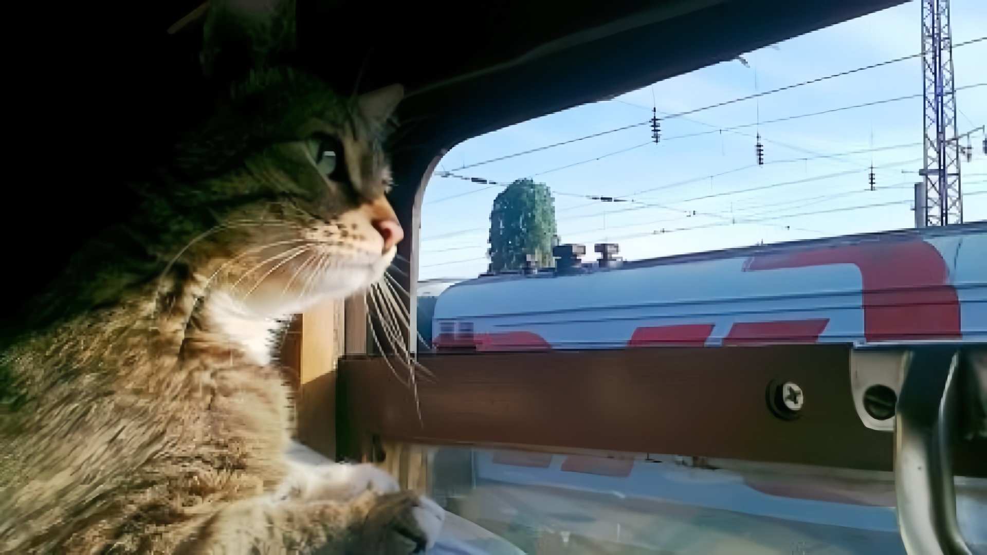 Mèo di chuyển bằng tàu hỏa