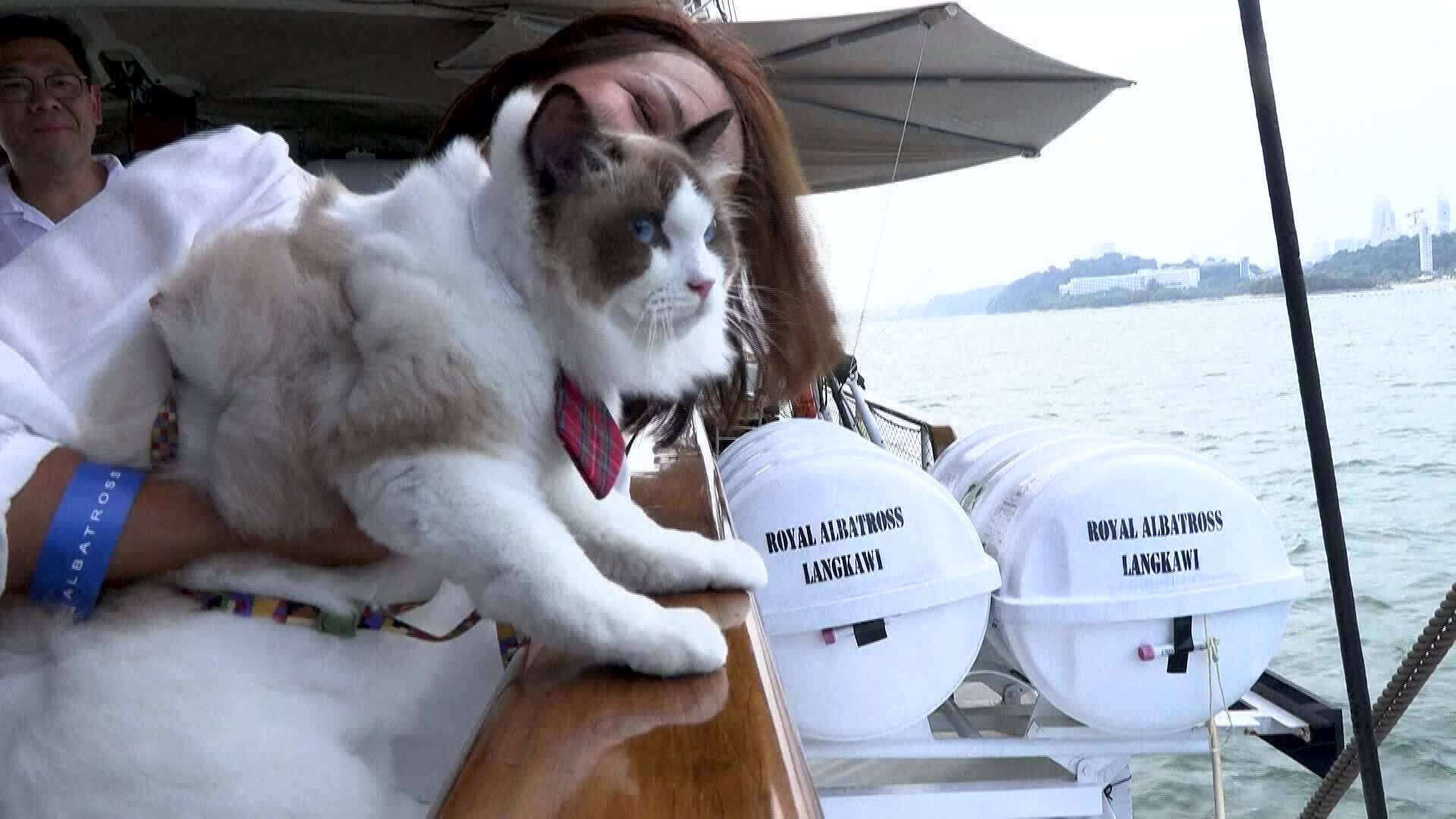 Mèo di chuyển bằng tàu, thuyền