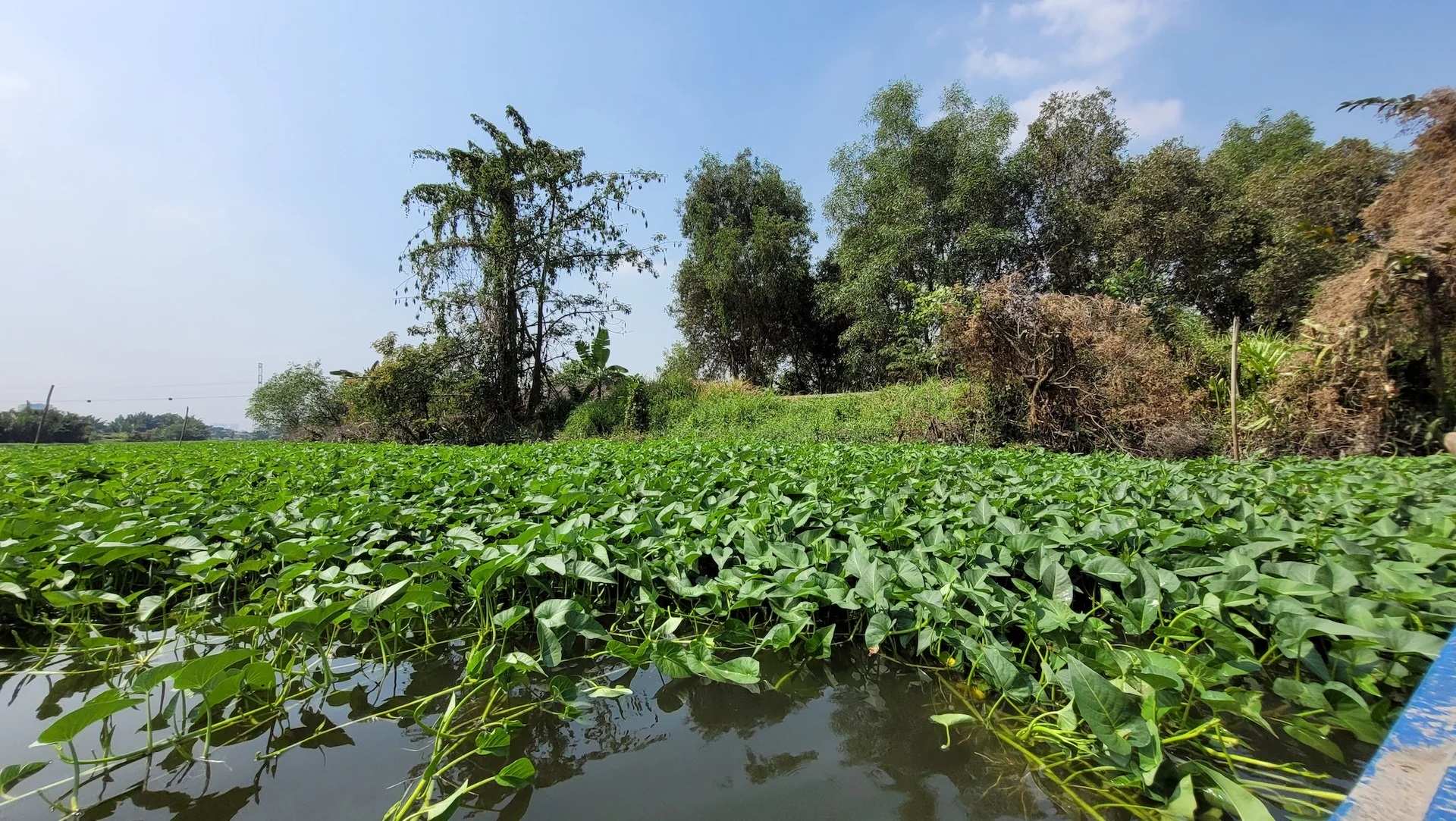 Trồng rau muống bè