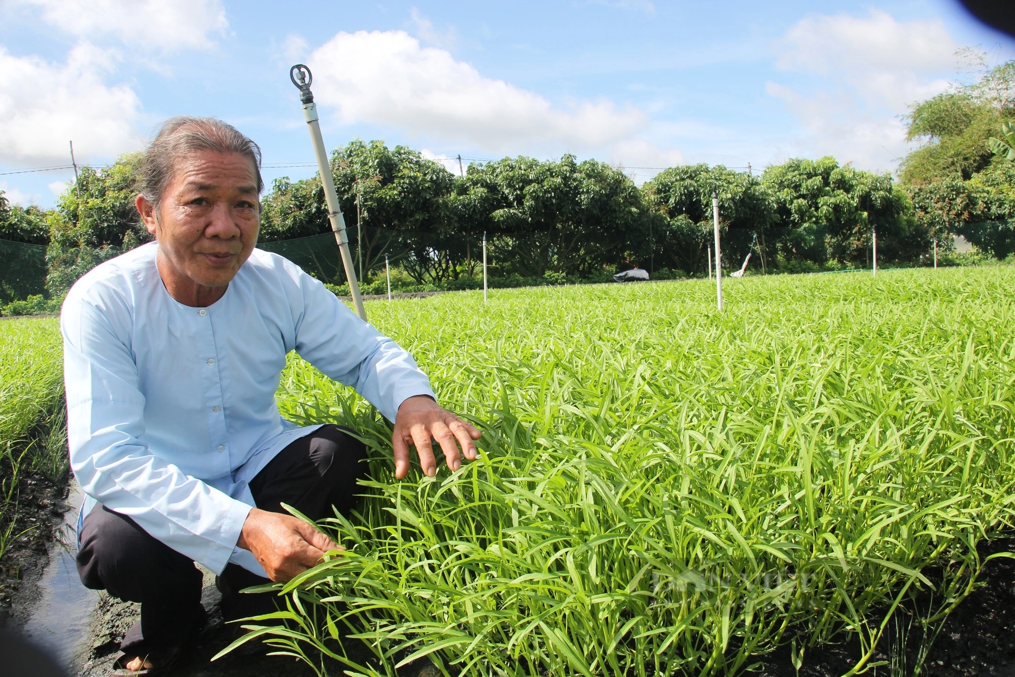 Trồng rau muống ruộng