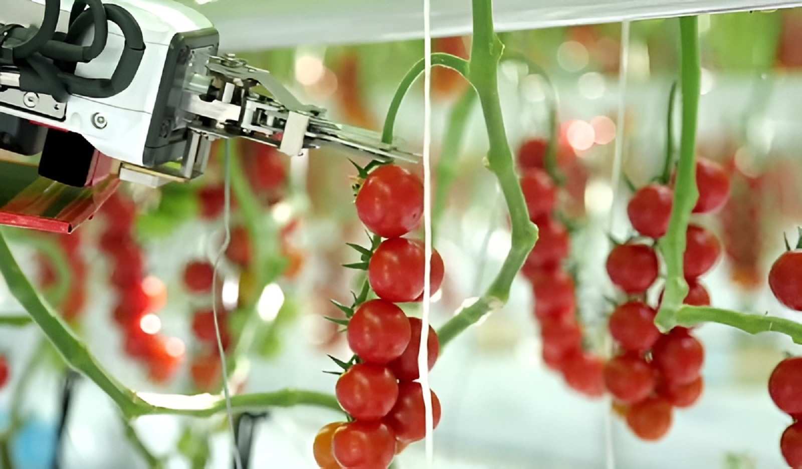 Robot thu hoạch cà chua Certhon