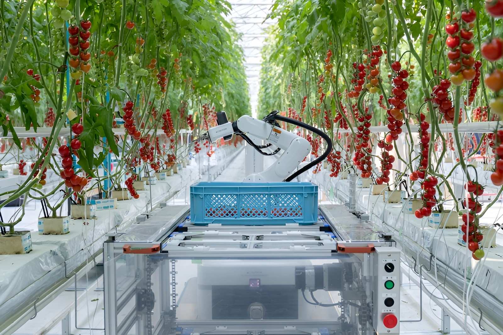 Robot thu hoạch cà chua Certhon