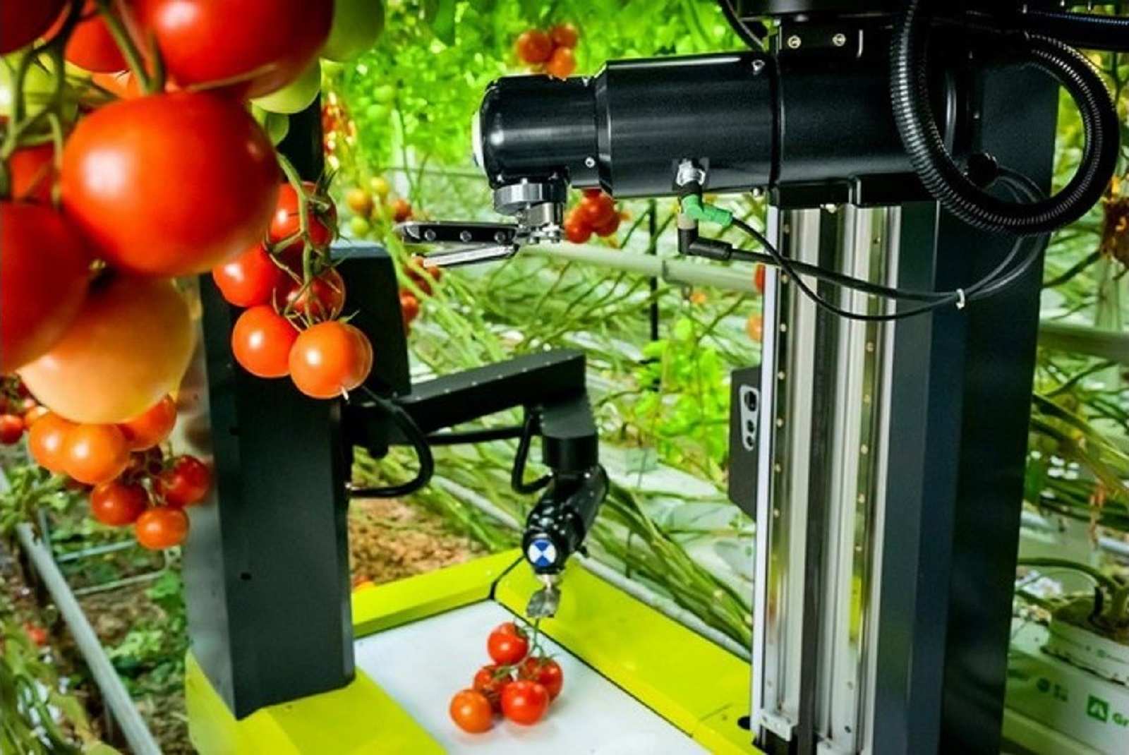 Robot thu hoạch cà chua Grow