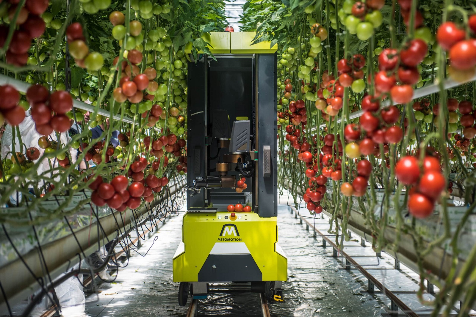 Robot thu hoạch cà chua Grow