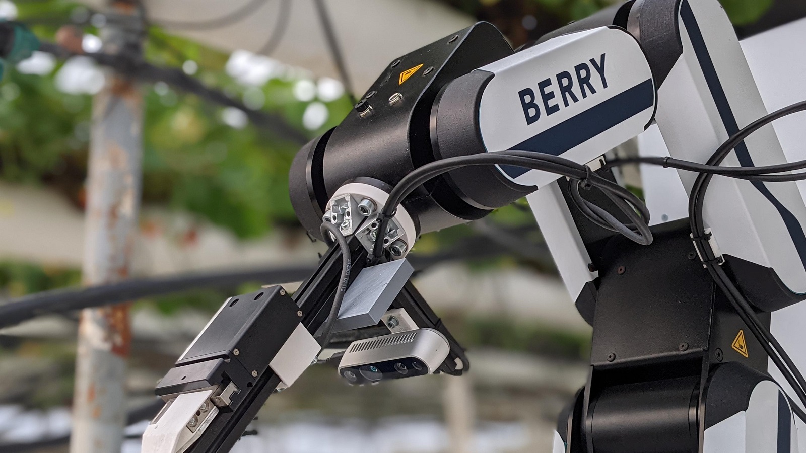 Robot thu hoạch dâu tây Berry